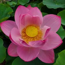 Heilong Jiang Lotus. Our current...