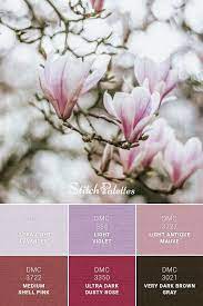 Magnolia Tree Blooming Color Schemes