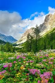 Enjoy and share your favorite beautiful hd wallpapers and background images. Mountain Trees Flowers Valley 750x1334 Iphone 8 7 6 6s Wallpaper Background Picture Image