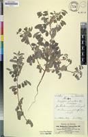 Image result for Indigofera astragalina-hirsuta