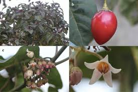 Image result for Solanum betaceum