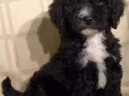 Maybe you would like to learn more about one of these? Shes Going To Be A Head Turner As Her White Becomes More Prominent In A Longer Fluffier Coat Tuxedo Means She Goldendoodle Goldendoodle Puppy F1b Goldendoodle