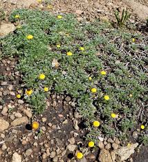 Image result for Limosella capensis