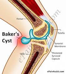 Pin On Anatomy