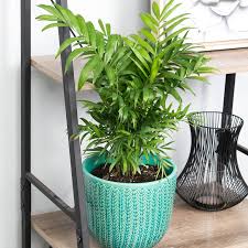 Check spelling or type a new query. Parlour Palm