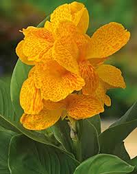 Pin On Gardening