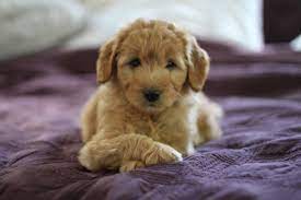 Join millions of people using oodle to find puppies for adoption, dog and puppy listings, and other pets adoption. Goldendoodle Puppies For Sale Goldendoodle Breeder Ny Available Goldendoodles Sheepadoodles Too Goldendoodle Breeder Ny Goldendoodle Puppies Ny Mini Sheepadoodle Puppies Doodles By River Valley Doodle Puppies