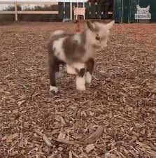 Baby Goat GIFs | Tenor