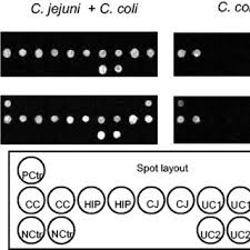 Pieter Telleman's research works