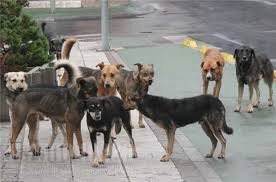 «col cane has fidanken starà facendo ridere il padreterno» corriere della sera. Adrano Cani Randagi Minacciano Passanti In Via Iv Novembre L Amministrazione Faccia Qualcosa Video Corriere Etneo