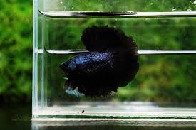 You will receive 1 male black orchid crowntail betta. The Different Types Of Black Betta Fish Nice Betta Thailand Co Ltd
