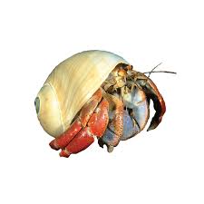 Check spelling or type a new query. Hermit Crab For Sale Live Pet Fish Petsmart