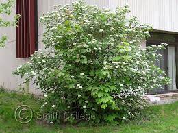 Viburnum Lantana Wolliger Schneeball Wayfaring Tree It Is A Deciduous Shrub Or Small Tree Growing To 4 5 M Tall The Leaves Lantana Viburnum Small Plants