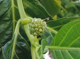Image result for Morinda