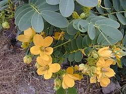 Image result for Senna singueana