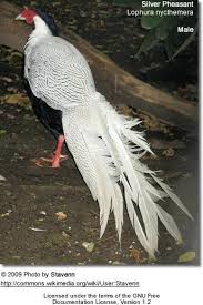 Peafowl Pheasant Upland Bird Hunting Most Beautiful Birds