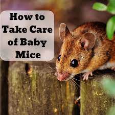 How To Care For Baby Mice Found In The Wild Pethelpful