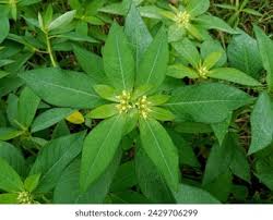 Image result for Euphorbia heterophylla