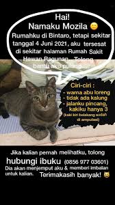 Arti mimpi kucing mimpi kucing berkaitan erat dengan kondisi psikis seseorang. Yustitia Kartika Yustitia Kn Twitter