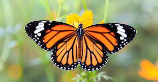 Fondos de pantalla 4k ultra hd de mariposa. Mariposa Monarca La Encantadora Criatura Que Une A America Del Norte