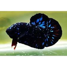 It has a population of 57,013. Jual Burayak Ikan Cupang Avatar Gordon Minimal 25 Ekor Kab Bogor Bandar Ikan 99 Tokopedia