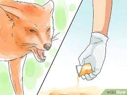 Flea and tick infestations can start when stray pets and wildlife — like raccoons, opossums or foxes — bring these parasites into your yard. 4 Ways To Deter Foxes Wikihow