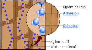 Xylem and phloem are thus important structures that help to maintain the transport of water, minerals, sugars, and nutrients in the whole plant. Topic 9 1 Transport In The Xylem Of Plants Amazing World Of Science With Mr Green