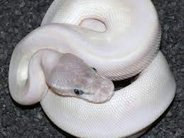 Super Mojave Morph List World Of Ball Pythons Ball Python Ball Python Morphs Boa Snake