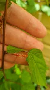 Image result for Acalypha welwitschiana