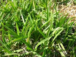 Check spelling or type a new query. 9 Lawns Nc State Extension Publications