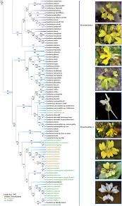 Image result for Goodeniaceae