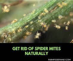 There are numerous ways by which you can control spider mites infestation. How To Get Rid Of Spider Mites In The Garden Using Natural Methods