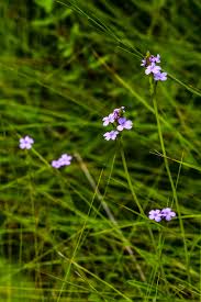 Image result for Brachycorythis inhambanensis