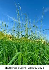 Image result for Rottboellia