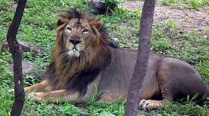 Pin On Big And Wild Cats