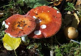 Image result for Russula polyphylla
