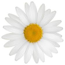 Daisy Png Clipart Image Daisy Image Flower Art Images Digital Flowers