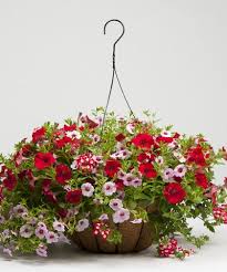 We did not find results for: Mixed Annual Hanging Basket A Wonderful Collection Of Mixed Annuals In Our Moss Lined Hanging Basket Flower Delivery Blooming Plants Flowers
