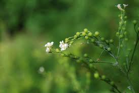 Image result for Crambe hispanica