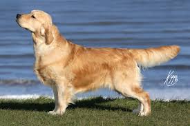 Check out top brands on ebay. Uk Based Goldens Gillbryan Golden Retrievers