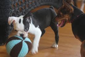 Swimmer puppy syndrome is one of the saddest birth defects that can affect a newborn dog. As Mick The Puppy Learned To Walk His Video Went Viral