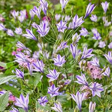 Image result for Tricalysia verdcourtiana