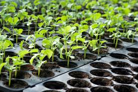 The Benefits Of Uv Light For Indoor Plant Growth Eye Hortilux