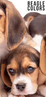 Black And Tan Beagle Pup Beagle Colors Did You Know All The Different Colorations Of This Breed Beagle Colors Beagle Puppy Beagle Breeds