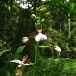 Image result for Eulophia horsfallii