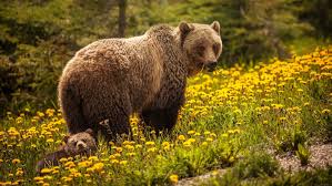 The latest tweets from @chicagobears Explainer Black Bear Or Brown Bear Science News For Students