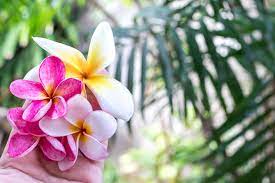 Only two known examples are believed to exist, one in new zealand and another one in england. Discover Our Top 9 Exotic Flowers Let S Get Tropical