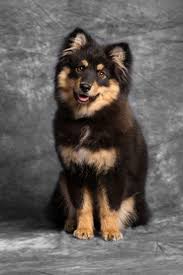 Finahundar Dog Breeds Puppies Cute Dogs