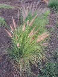 Image result for Cenchrus setaceus