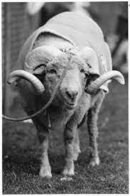 Rip Rameses Xviii Live Mascot Mascot Professional Sports Team